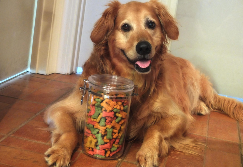 golden-retriever-treats