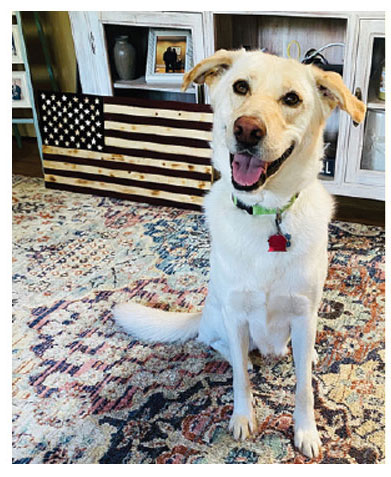 Belle is a happy service dog with Putnam Service Dogs, serving her person who has cancer.