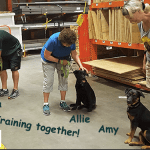 Fostering Service Dogs as a Volunteer