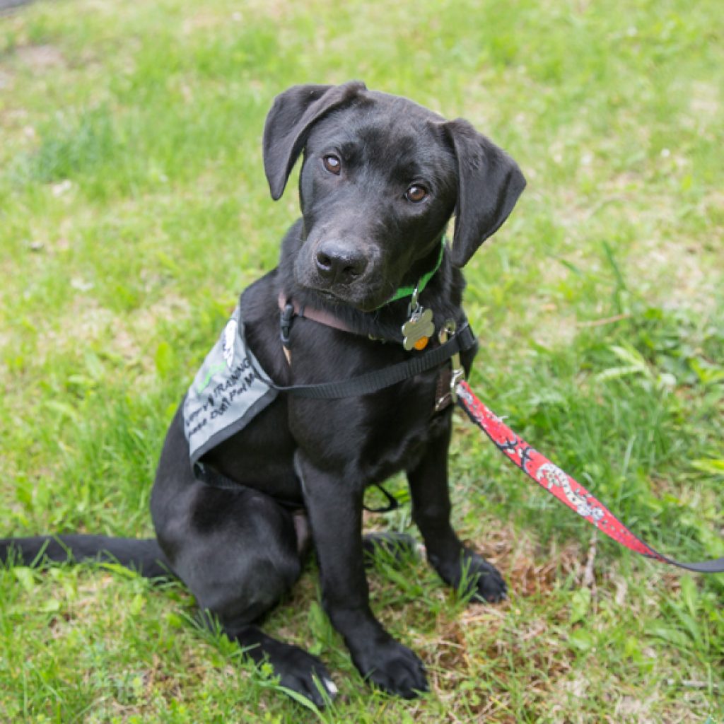 Bailey as a puppy in training at Putnam Service Dogs obediently awaiting her next command while on in her puppy training vest.