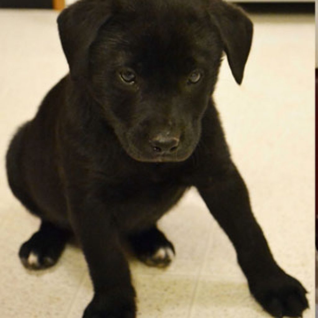 Bailey, a small black labrador puppy with Putnam Service Dogs, sits on her haunches.