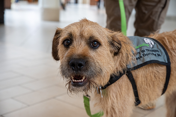 Putnam Service Dogs - Benji