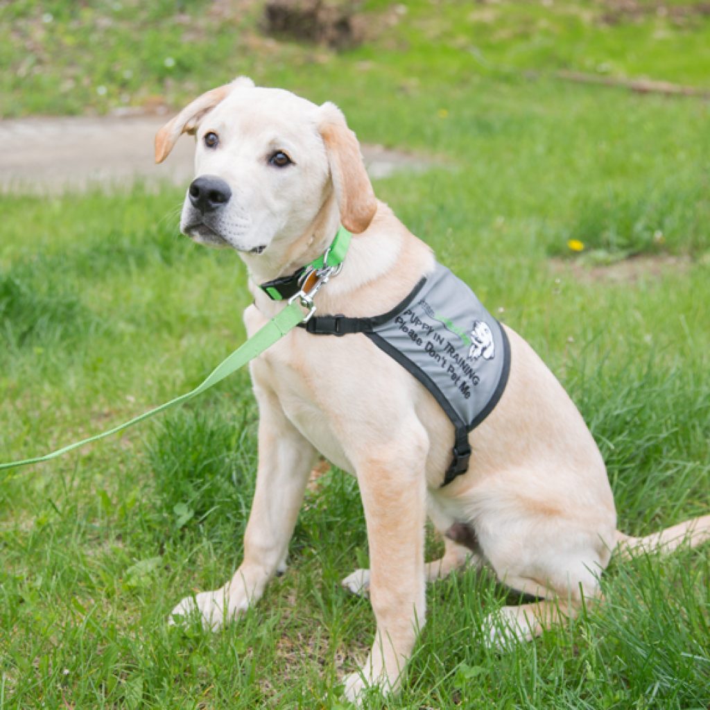 Putnam Service Dogs -Bhodie