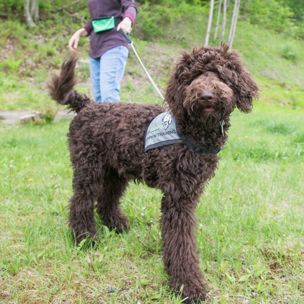 Putnam Service Dogs - Brooke