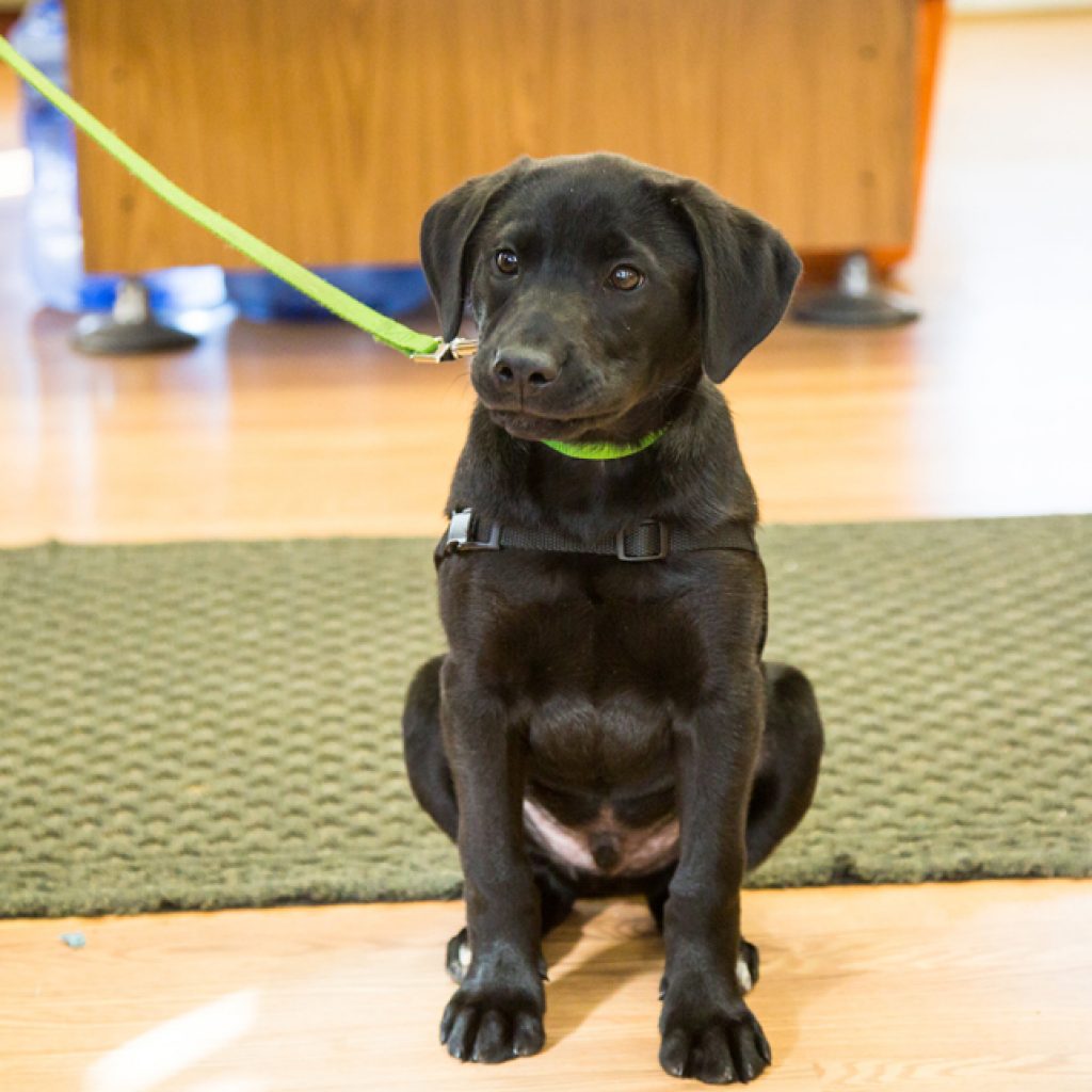 Bailey as a growing puppy, sitting patiently on a leash.