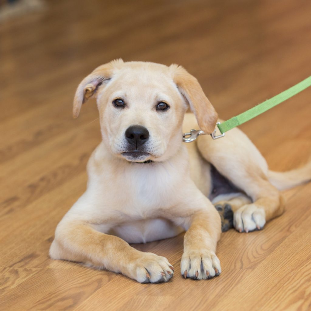 Putnam Service Dogs -Bhodie