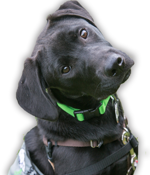 Putnam Service Dogs