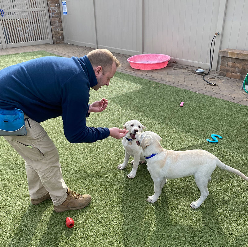 Two white labradore pups await for their reward as a treat during training with the Putnam Services Dog training.