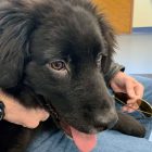Putnam Service Dogs