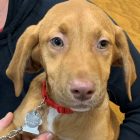 Putnam Service Dogs