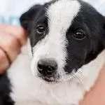 Volunteer to help raise a service dog puppy