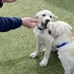 Fun Facts About Service Dogs