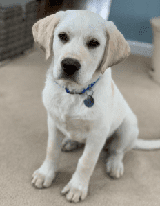 service dog puppy