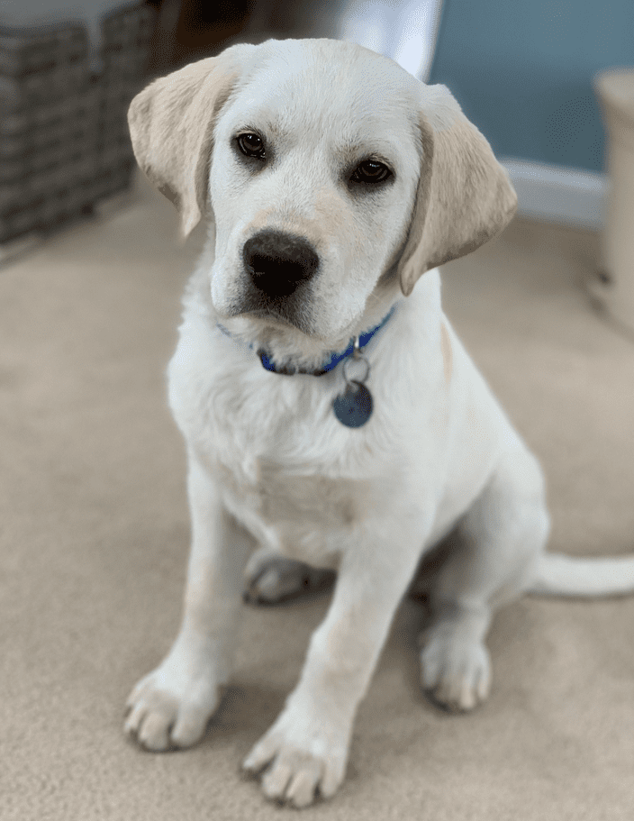 service dog puppy