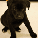What Are the Best Service Dog Breeds?