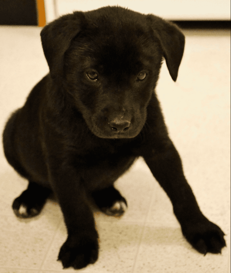 service dog
