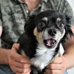 7 Tips to Calm Your Dog During Thunderstorms