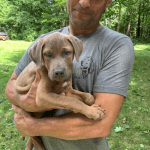 7 Interesting Facts About Service Dogs