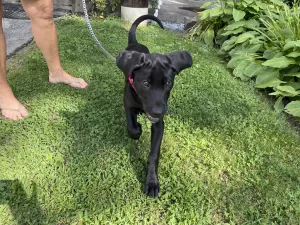 Frankie - Pup in Service Dog Training