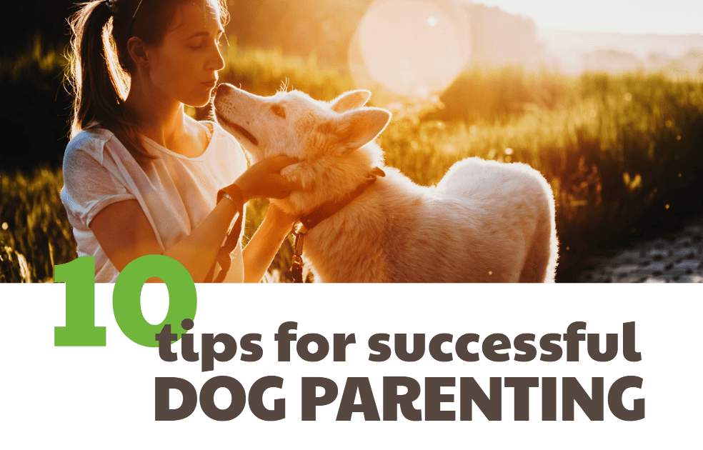 10 tips for successful dog parenting