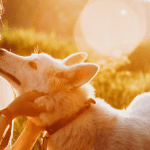 10 Tips for Successful Dog Parenting