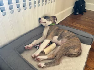 Flower sleeping by radiator