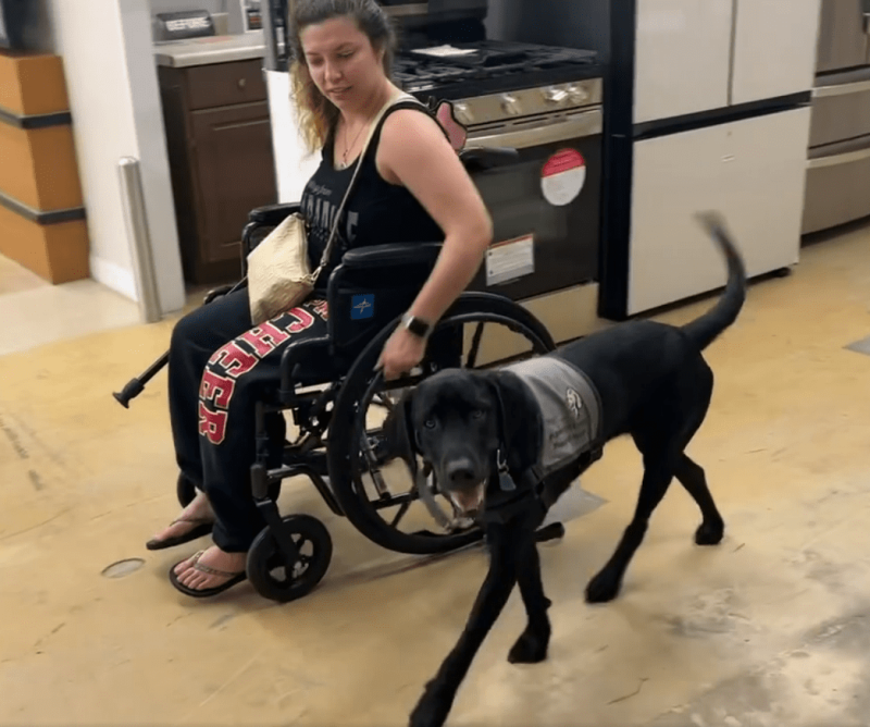 Service dog next to wheelchair