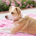 House Rules for Dogs: Raising a Well-Mannered Service Dog Pup