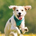 Mastering Positive Dog Training to Raise Exceptional Service Dogs