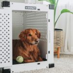 Crate Training: Helping Your Puppy Love Their Crate