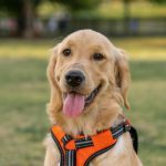 The Teenage Phase: What to Expect As Your Service Pup Grows Up (a Little)