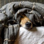 Training a Distracted Dog: How Service Dogs Learn to Stay Focused