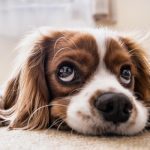 When Service Dog Skills Slip: Working Through Puppy Regression