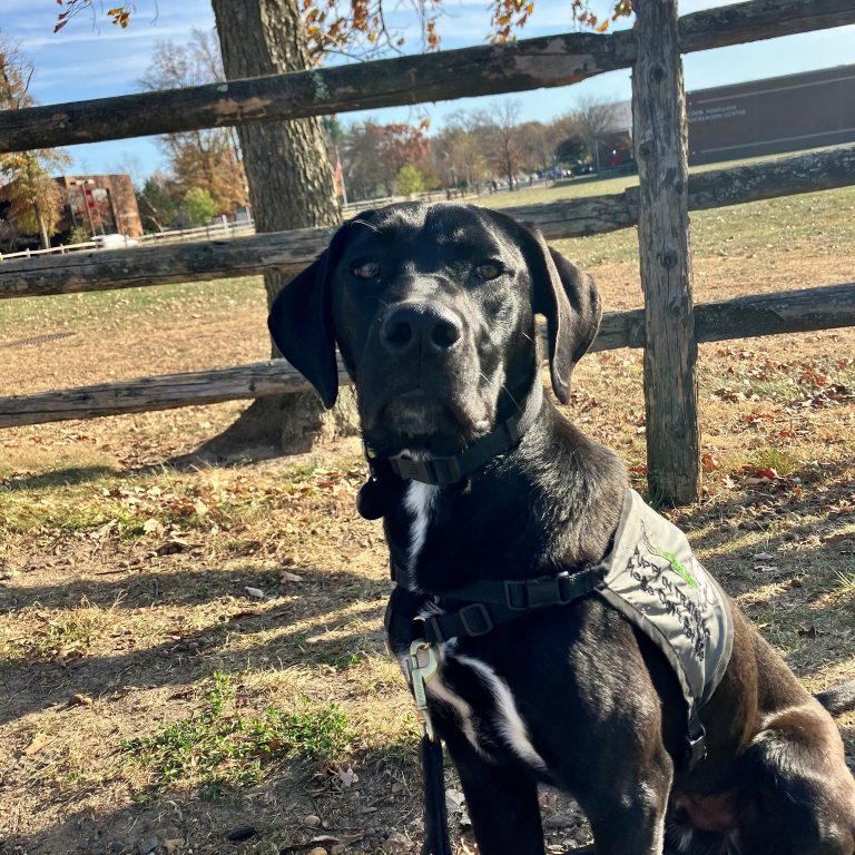 Black dog wearing a service vest sits by a wooden fence on an autumn day, looking at the camera with leash attached.
