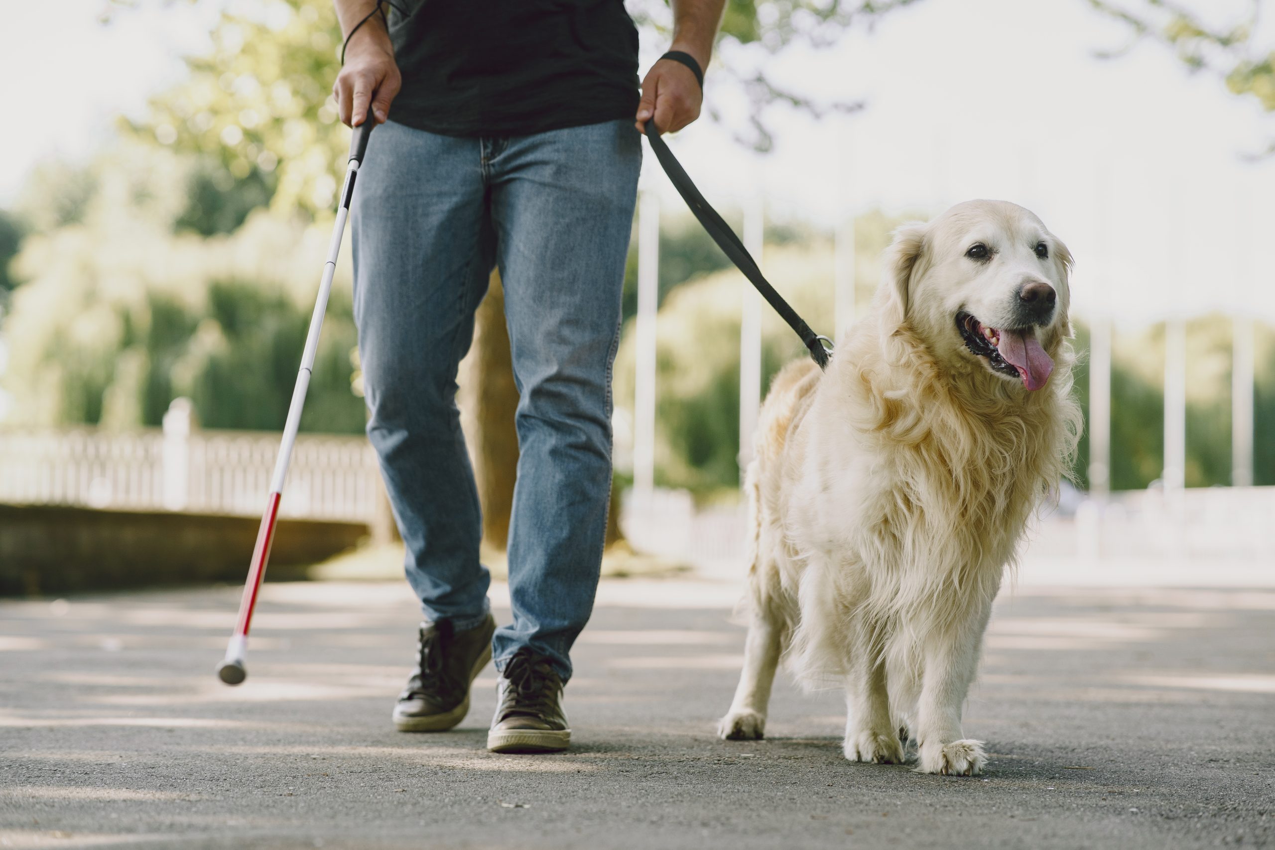 Blind man with guide dog in a summer city