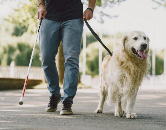Blind man with guide dog in a summer city