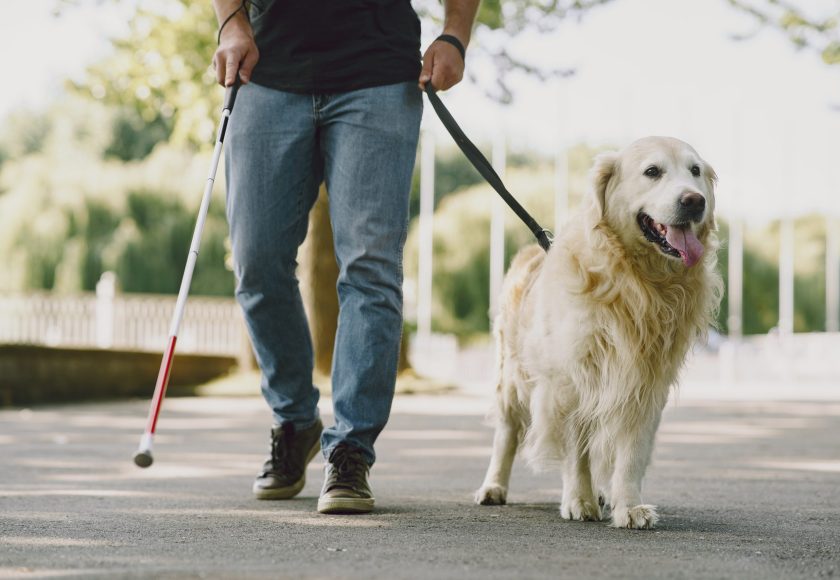 Blind man with guide dog in a summer city