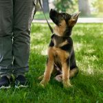 Saying Goodbye to a Service Puppy