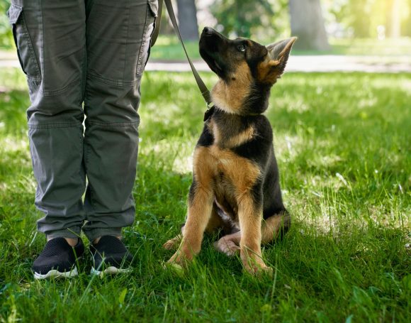 Puppy sitting near owner legs at summer park