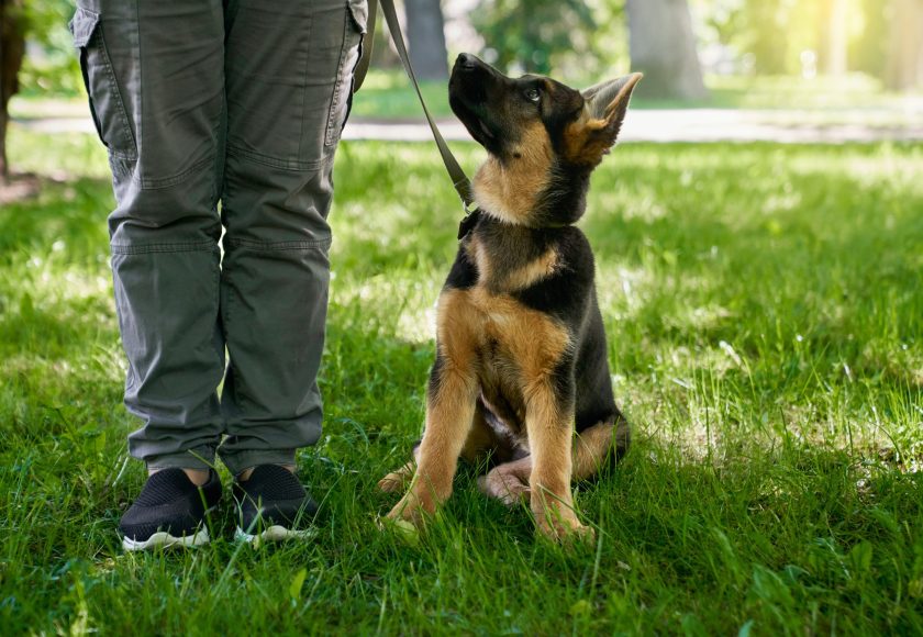 Puppy sitting near owner legs at summer park