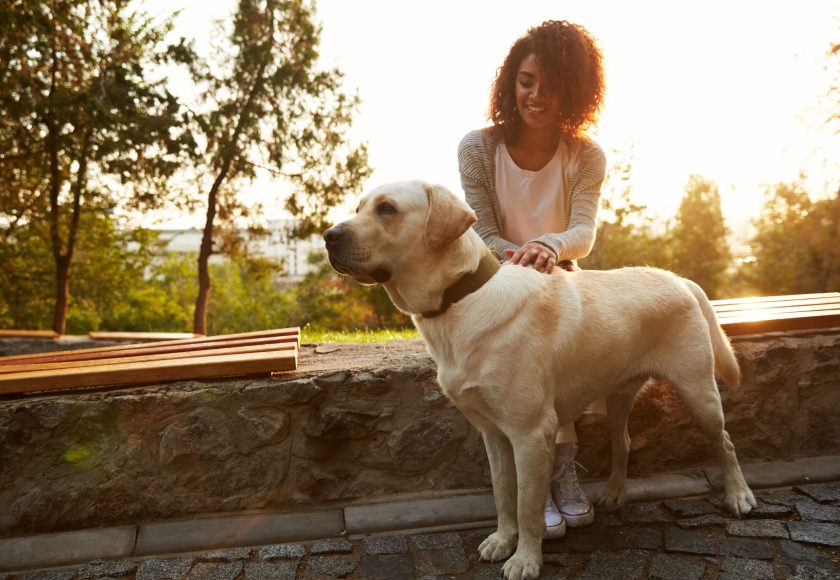 Full-length shot of pretty white dog with owner in park walking