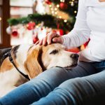 Holiday Tips for Families with a Service Dog