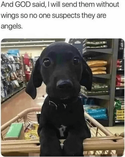 puppies are angels