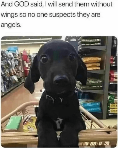 Screenshot 2023-06-05 100145 puppies are angels